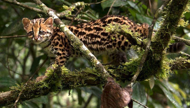 Observe the amazing variety of wildlife