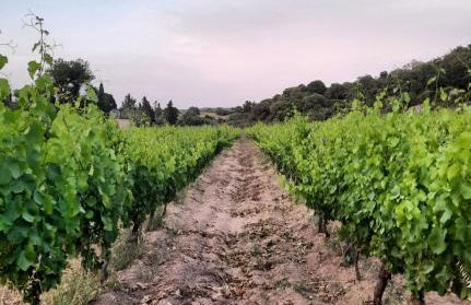 Agriturismo Palas De Serra Country Resort - Foto 67