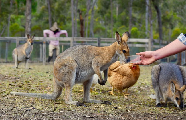 Ketchup's Bank Glamping - Foto 10