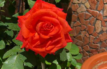 Dante Square - Photo 71