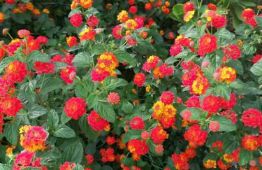 Namaste - Mare, Lago di Bolsena e Terme di Vulci - Foto 27