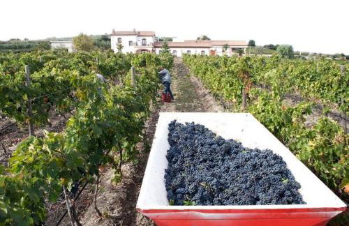 Relais I Dolci Grappoli - Foto 25