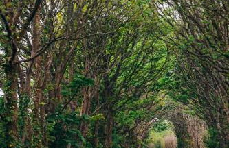 The Old Piggery, countryside barn with hot tub - Foto 8