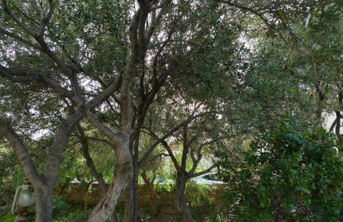 Nidu Accogliente in Balagna - Foto 46