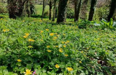 Escapade nature à deux dans un gîte cosy bordé d'un parc arboré - Foto 15