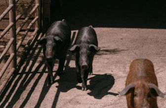 Herdade do Serra - Foto 39