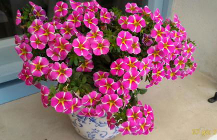 Masseria Vignenove - Foto 10