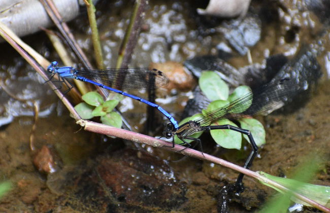 Otún Quimbaya Sanctuary Hiking Trip - Foto 1