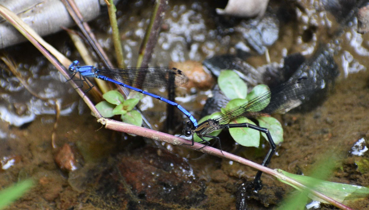 Otún Quimbaya Sanctuary Hiking Trip - Foto 1