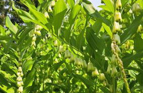 Dom Gościnny Zarembianka - Foto 43