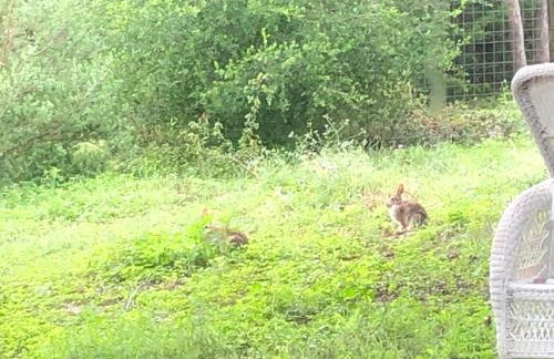 Perfect Country-Side Get-Away - Photo 41