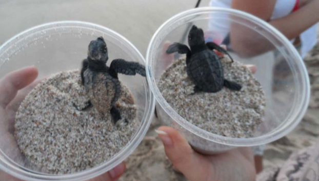 Excursão ao santuário de tartarugas El Verde Camacho - Foto 2