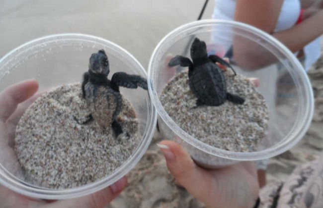 Escursione al santuario di tartarughe El Verde Camacho - Foto 2