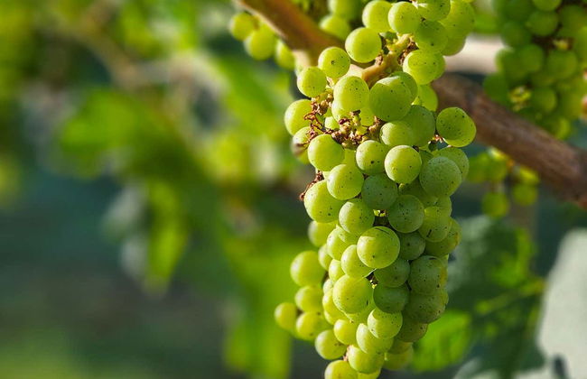 Brasilia Hot Air Balloon Ride - Photo 7