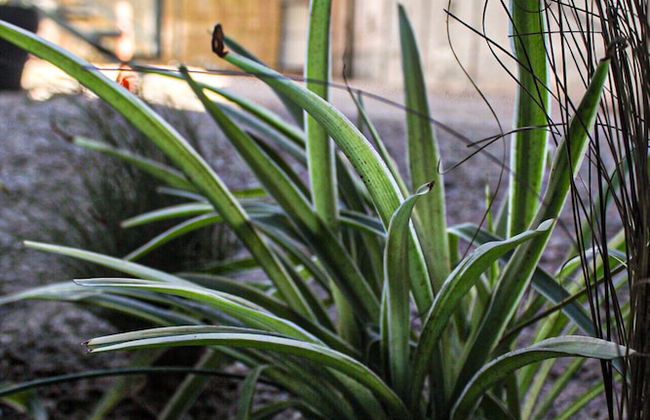 Suites Isla Verde - Foto 37