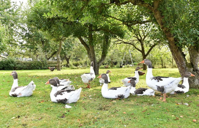 Modernes Ferienhaus in Thorstorf mit Sauna - Foto 33