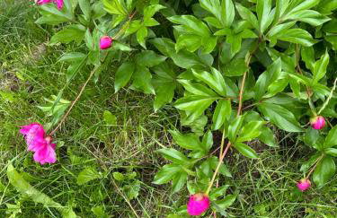 Forget Me Not Home by Airport Upstairs with Deck - Foto 31