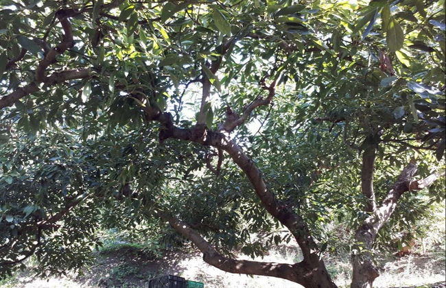 Tour in Frigiliana - Photo 6