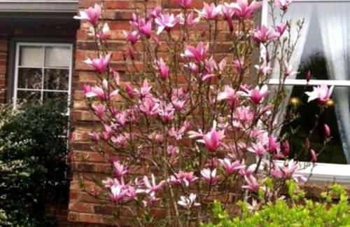 Peaceful Historic Villa with Hot Tub & Pool near Downtown Nashville, Tennessee - Photo 66