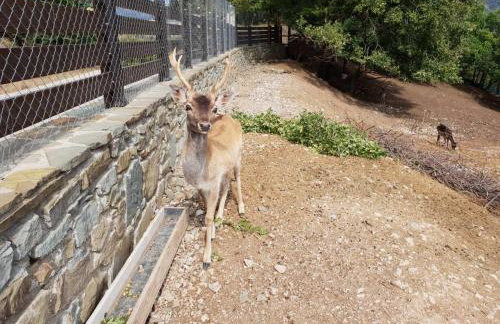 Pallas Casa - Photo 47