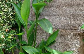 Villa Strelitzia - Foto 37