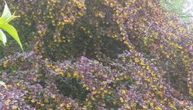 Wohnung am Wald - Foto 4, Garden view