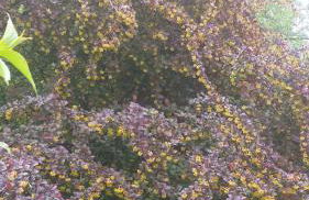 Wohnung am Wald - Foto 4