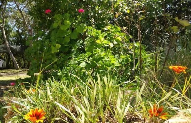 Nature Houses - Foto 45