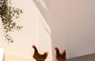 Sikalindi Apulia - Foto 31