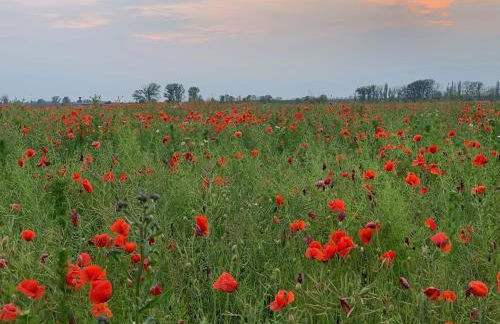Ferienhaus Biotop - Badeteich, Sauna, Kinoleinwand - Foto 47