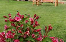 Leśny Domek - Foto 57