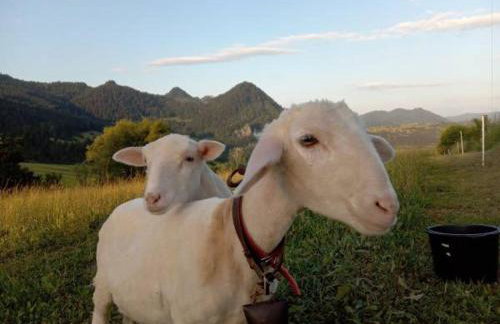 Agroturystyka Pod Zamczyskiem - Photo 9