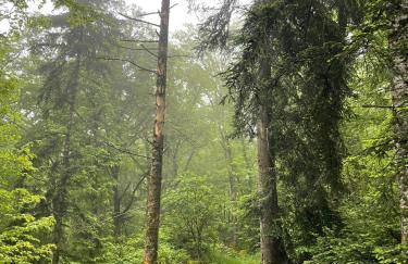 Ancienne grange typique nichée au cœur du Cantal - Photo 33