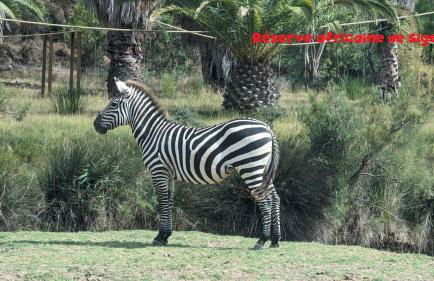 La Cigotà - Villa with swimming pool for 8 people - Foto 44