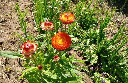 CASA DA VOVÓ CÉU - Casa de Campo Gandaresa - Country House, entre COIMBRA e AVEIRO, a 15 minutos carro Praia Mira - Quintal com piscina insuflável - Foto 15