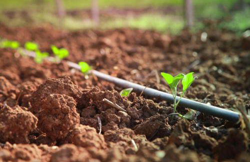 Azienda Agrituristica Il Pago - Foto 30