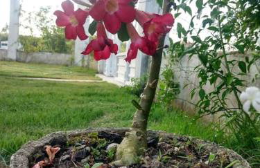 Linda Casa em Praia de Gravatá - Foto 6