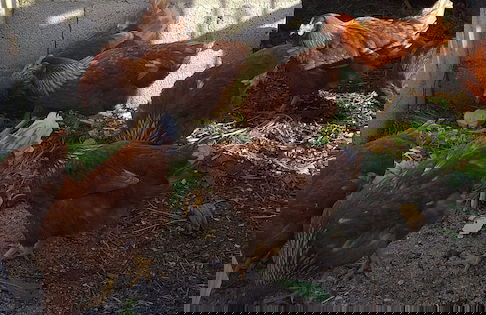 Tenuta Don Ballore - Foto 32