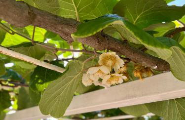 Apartments Zore Dubrovnik - Foto 18