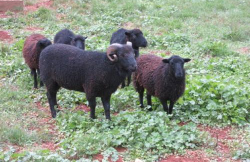 Gîte le Safranier Maison ancienne avec piscine couverte et chauffée - Foto 11