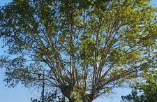 Masseria Ai Pioppi - Foto 51