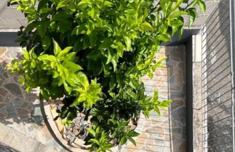 Lemon Tree - Photo 6