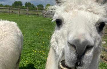 Pensjonat Przy Stajni - Foto 14