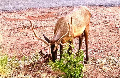 Hidden Gem Retreat in the Heart of Payson - Foto 59