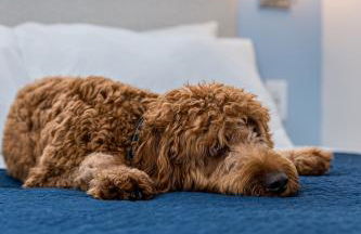 Shore Point Cottages - Foto 69