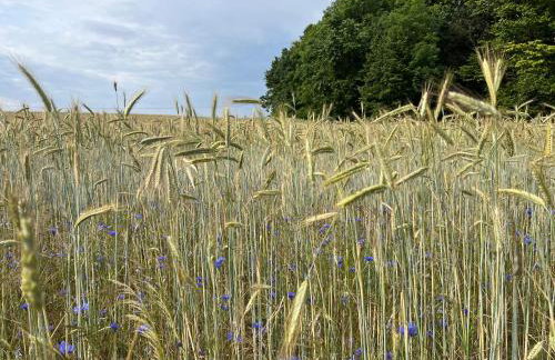 Apartament Jerzyn - Foto 49