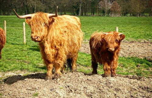 Honeywood Farm Cabins - Foto 22