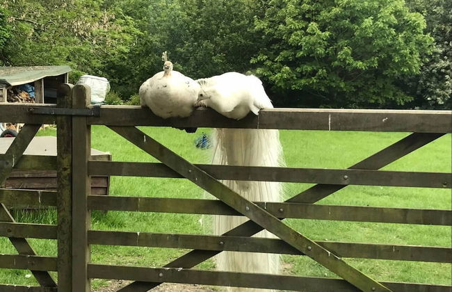 Y Twlc Mochyn - Ecofriendly - Farm Animals - Foto 25