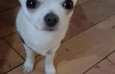 Hilltop Lodge - Foto 12