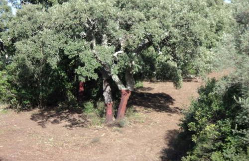 Casa in Gallura - Mare, Montagna, Escursioni - Foto 55